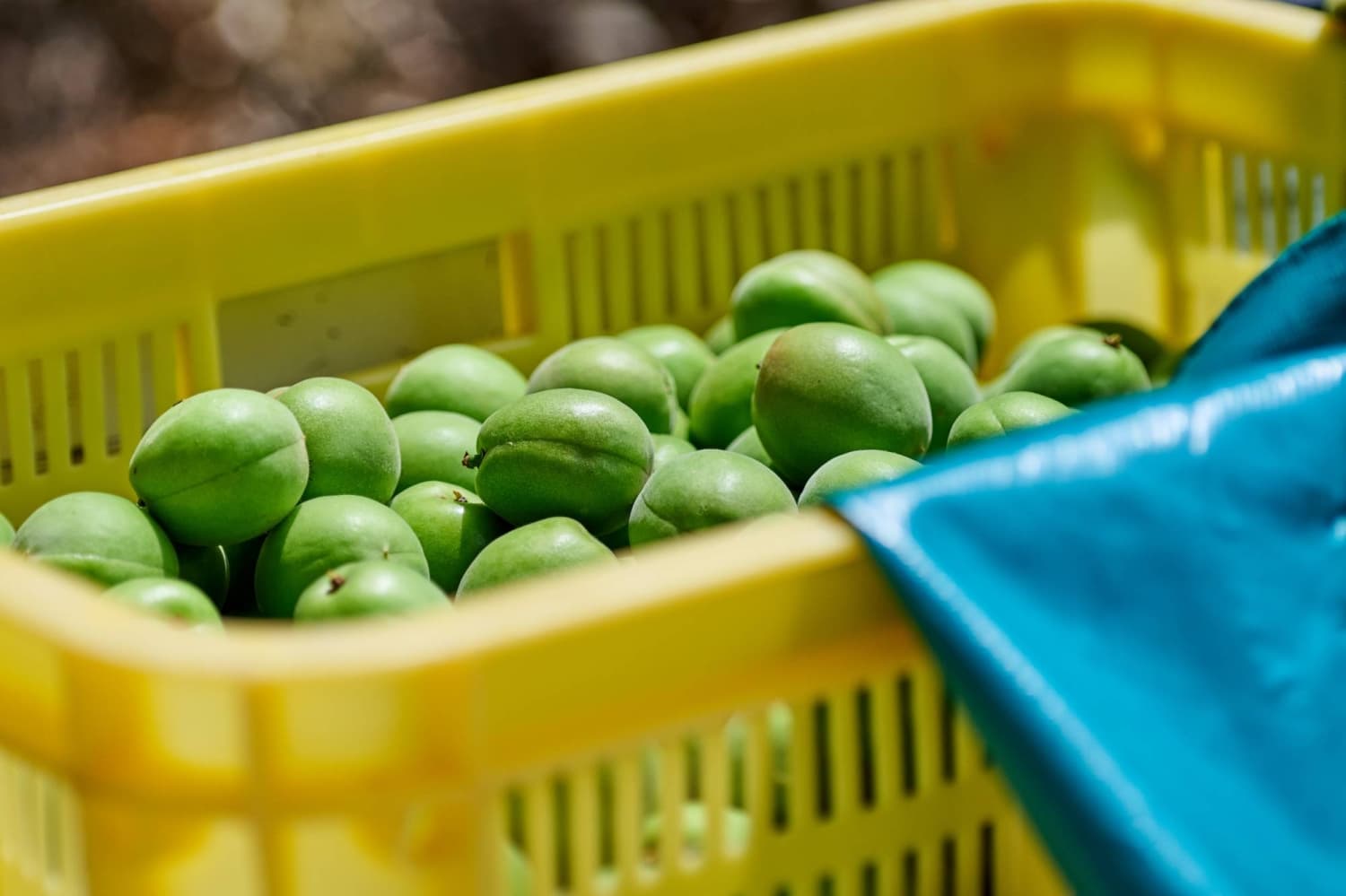 Japanese plum liqueur soaks up a new identity