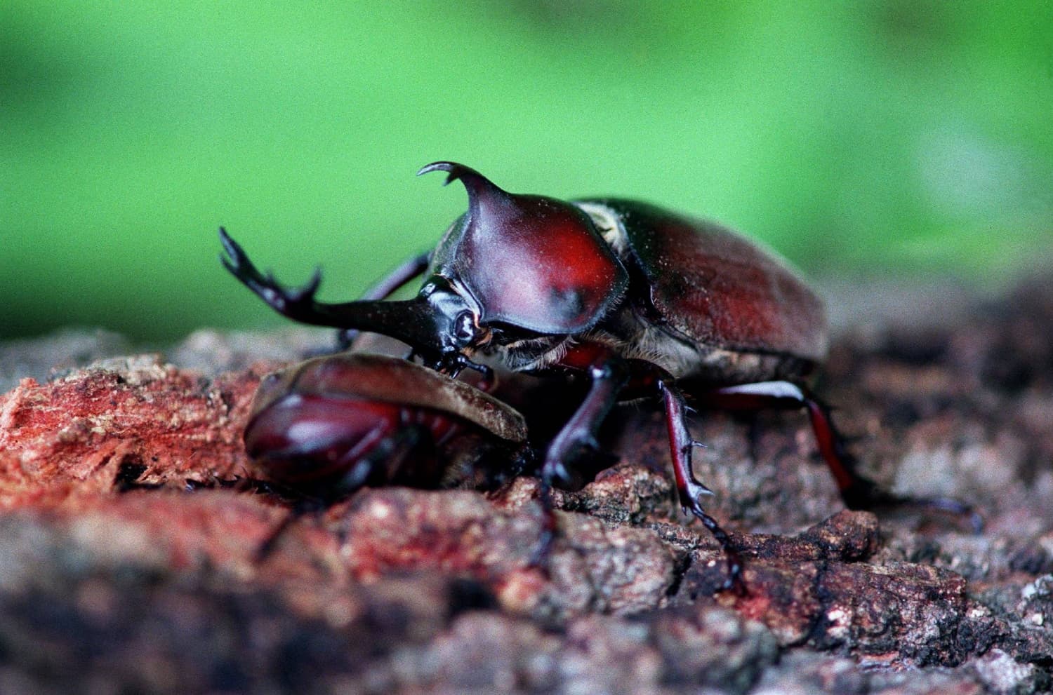 Most female rhinoceros beetles mate only once in a lifetime, study finds