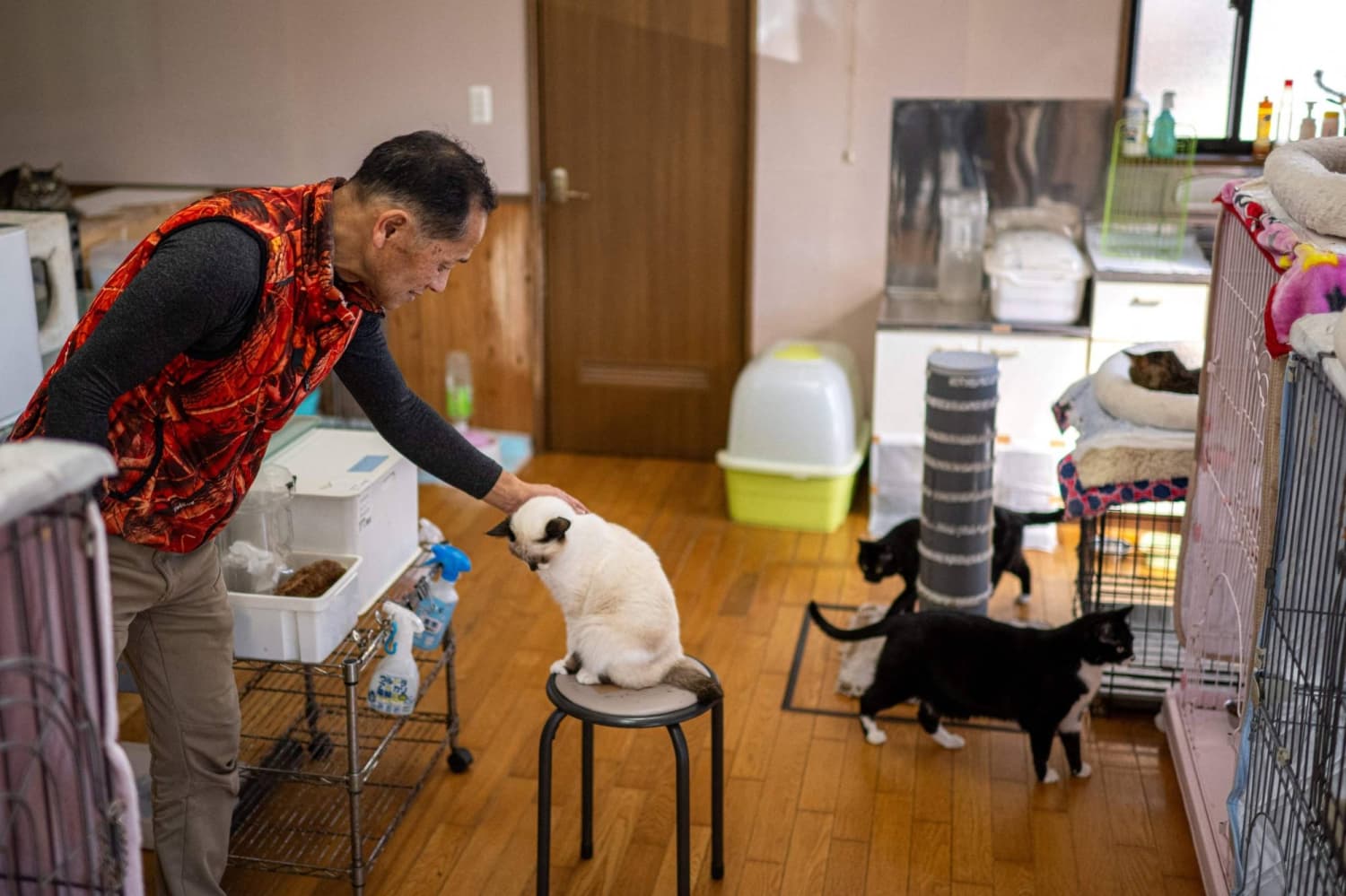 Former Fukushima worker devotes life to abandoned pets