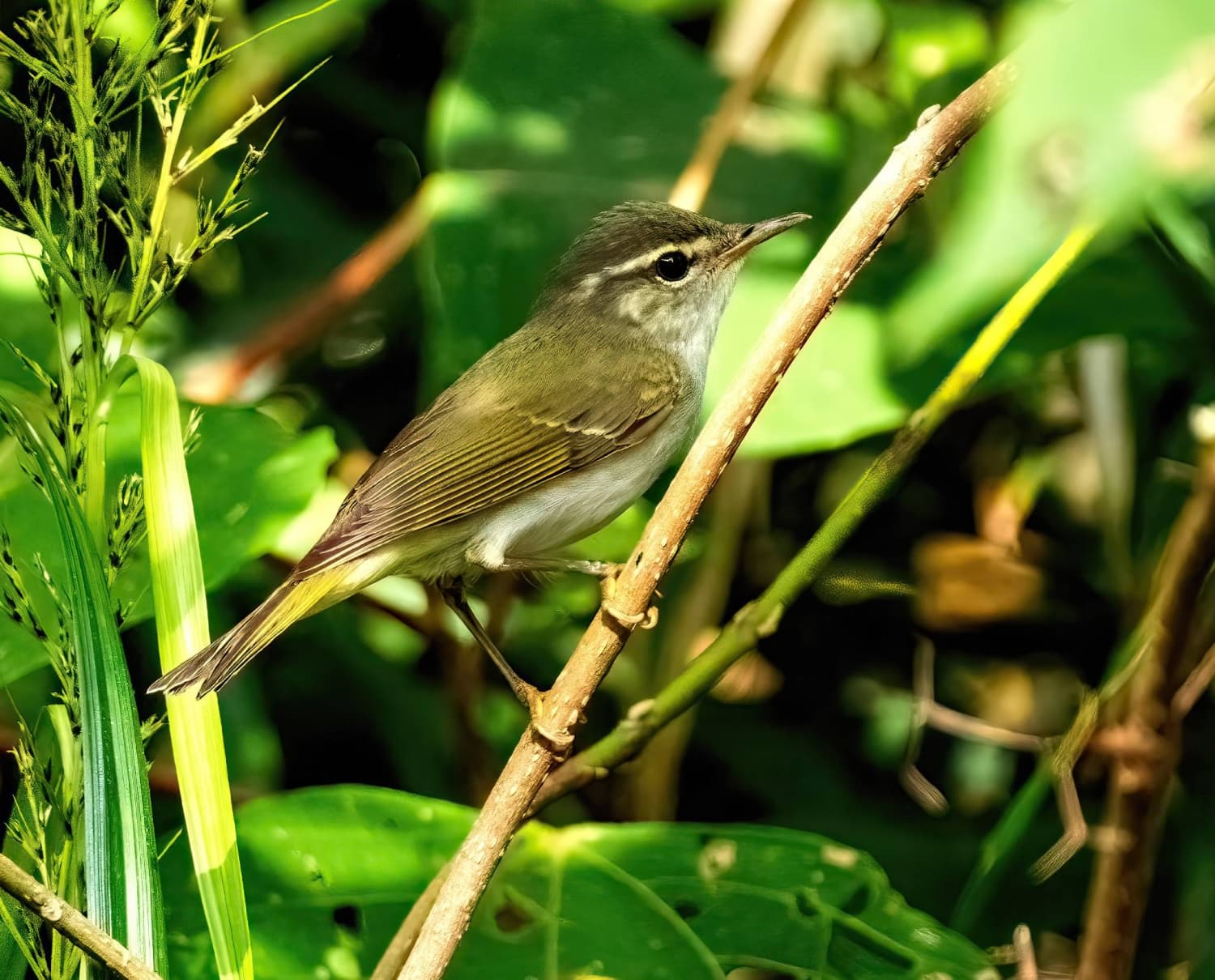 New bird species found in Japan for first time in 45 years