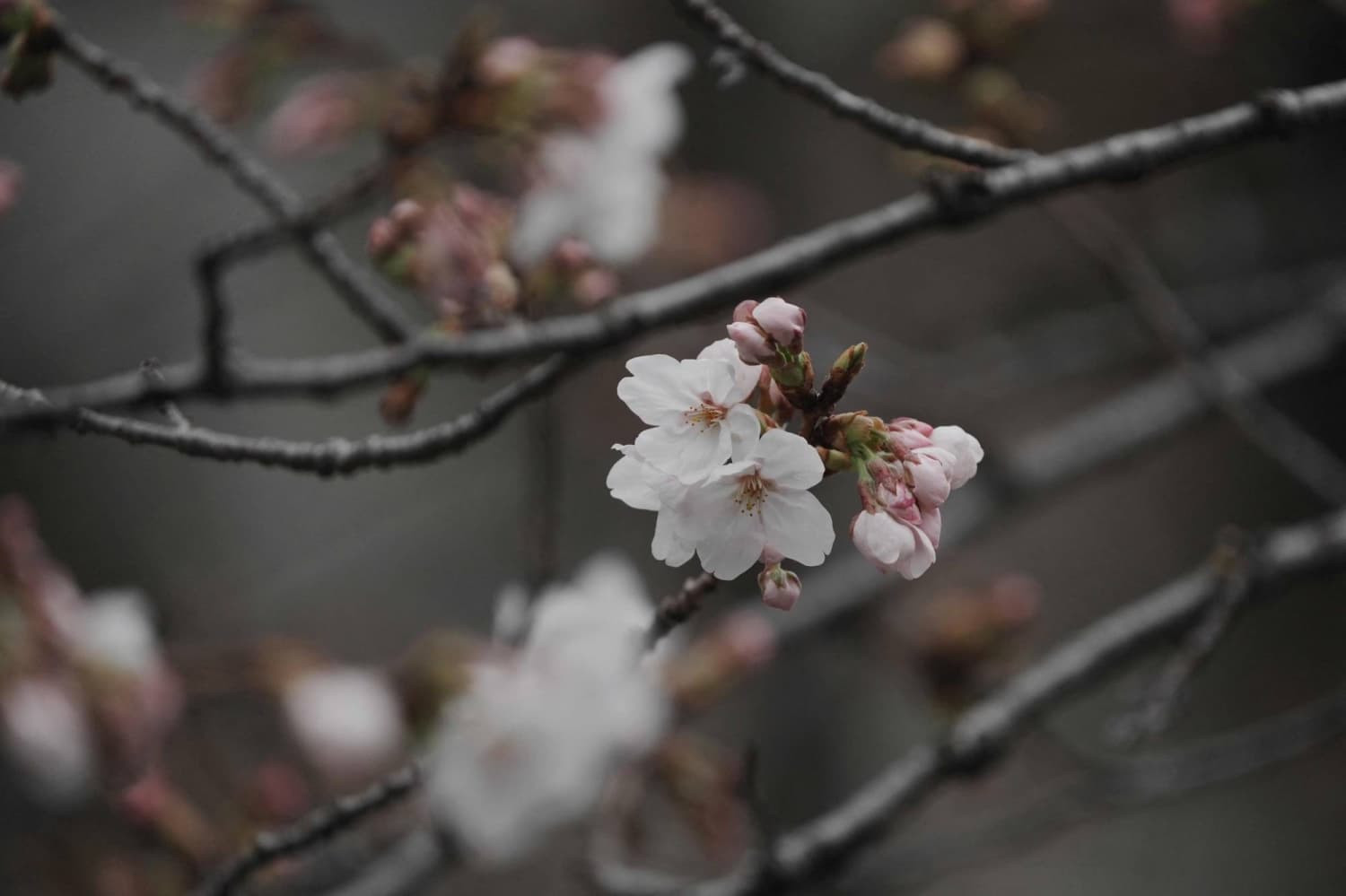 Tokyo's cherry blossom season officially begins
