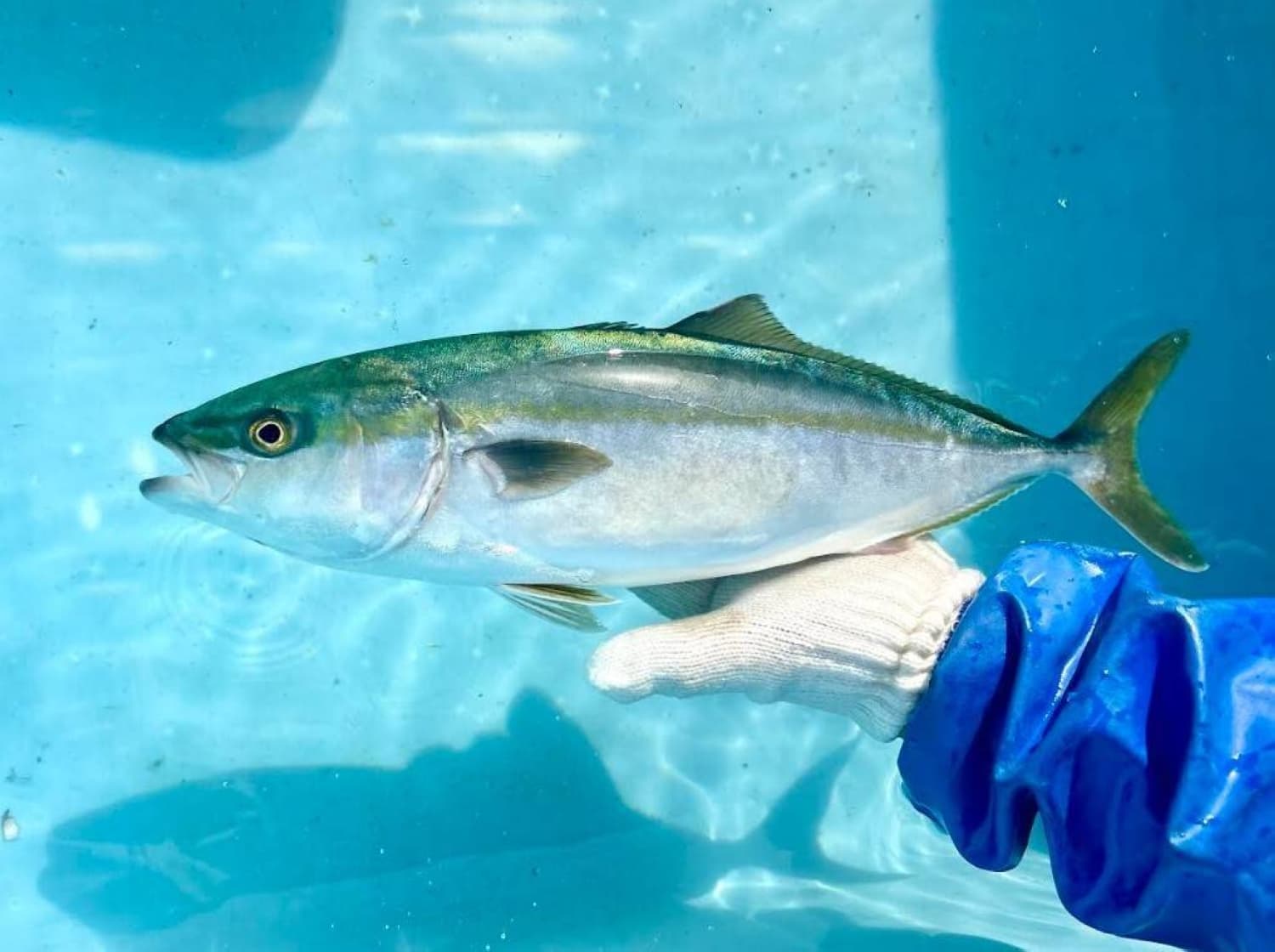 Major conveyor-belt sushi chains boost efforts to revitalize fisheries