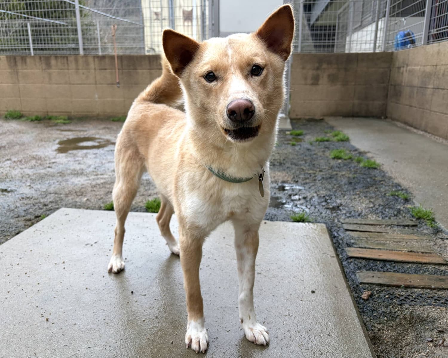 ‘Goofy fluffball’ Gammo has a heart filled with joy