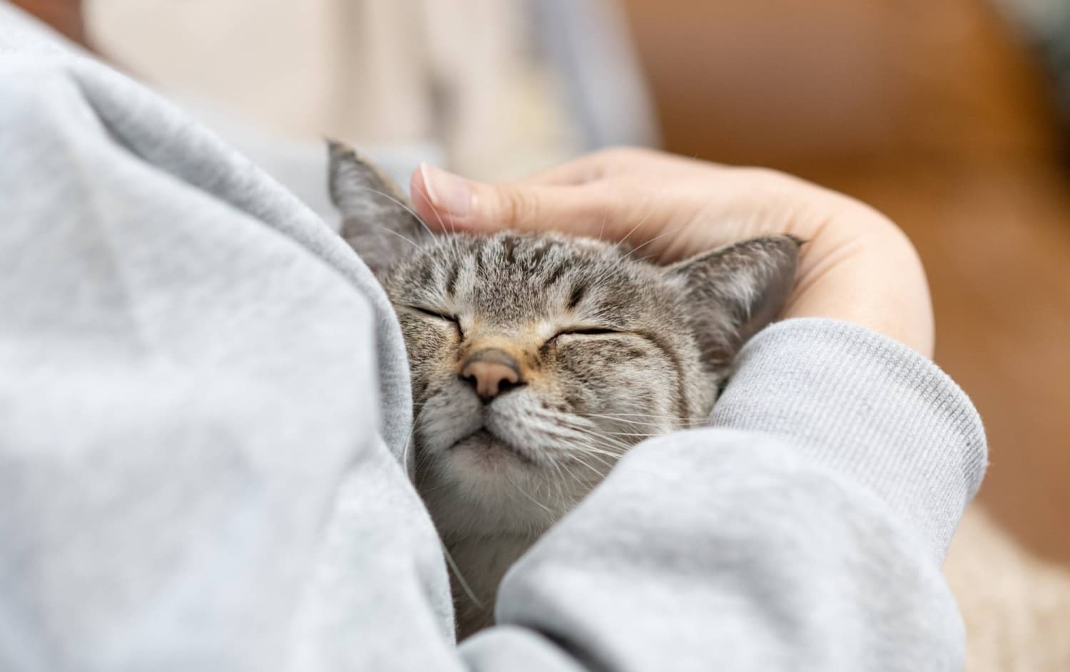 Japan startup seeks approval of cat kidney disease treatment