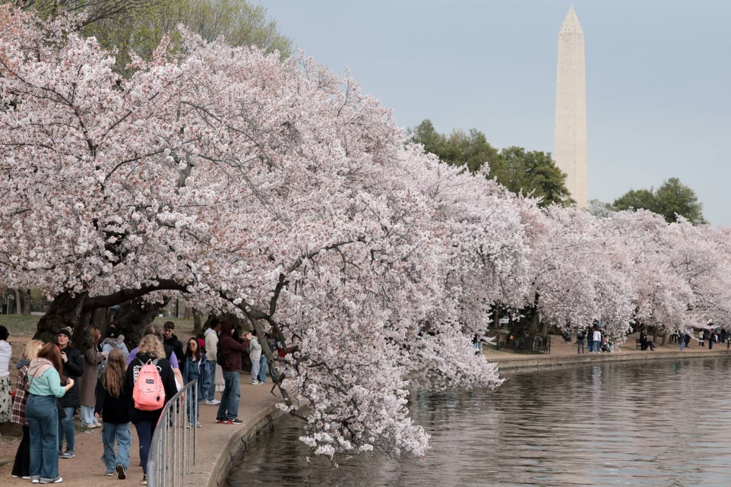 Cherry blossoms are proof of a planet going awry