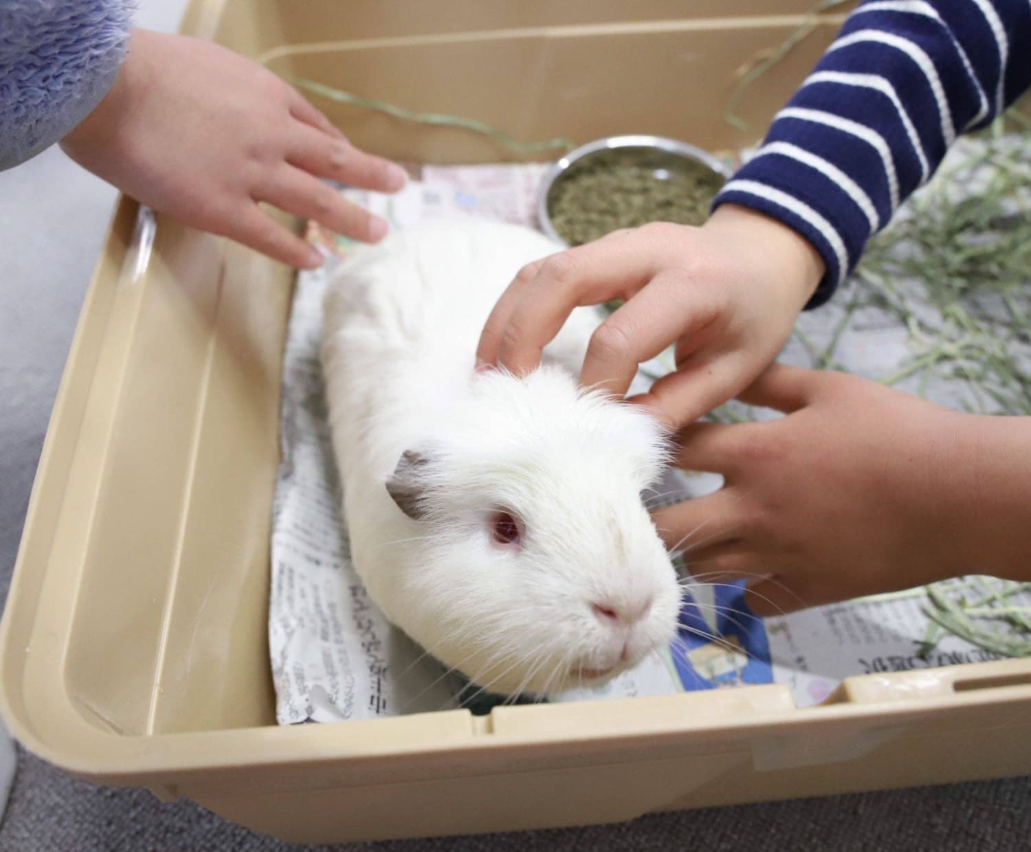Aichi veterinarians loan guinea pigs to schools for hands-on life lessons