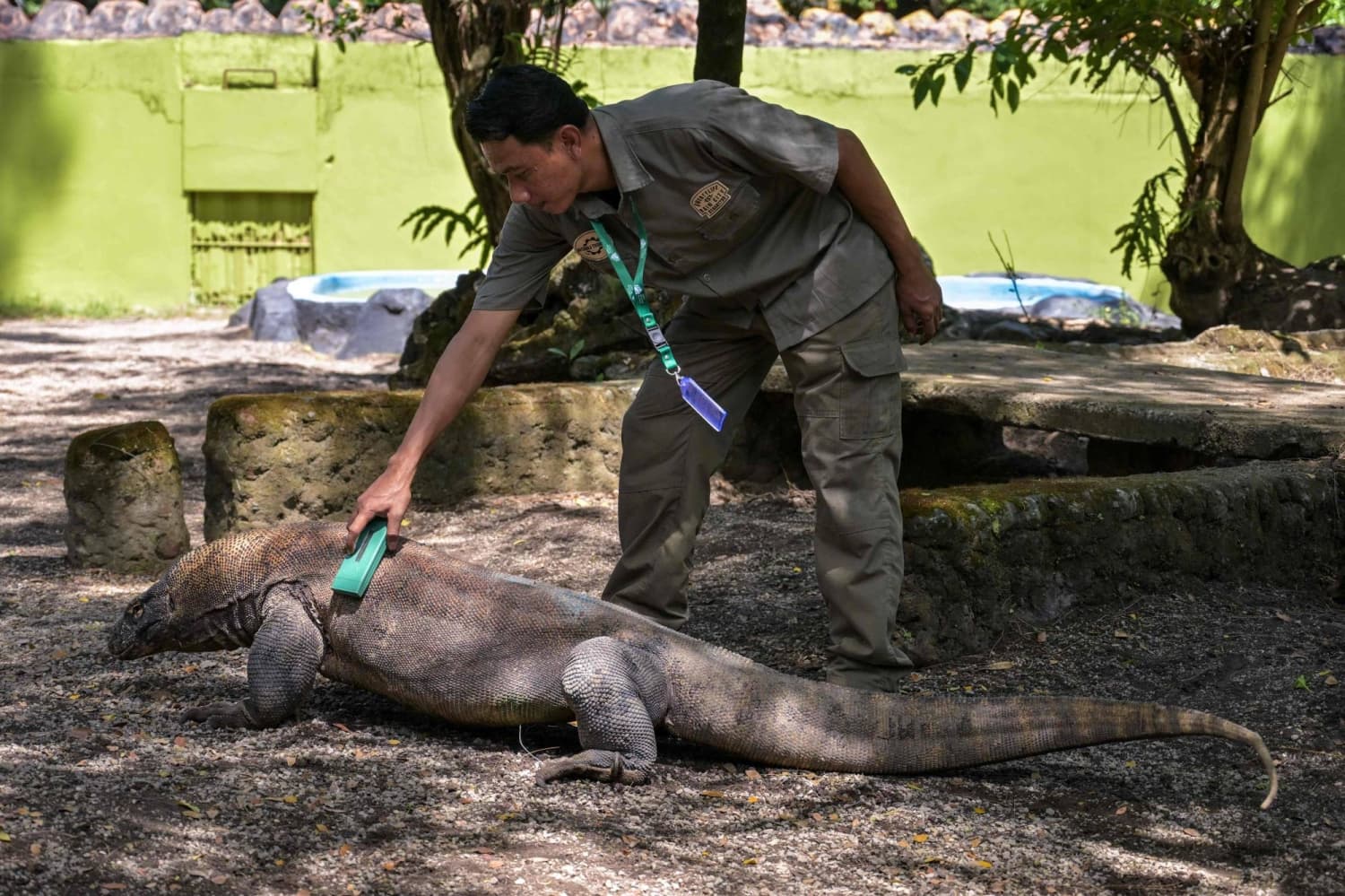 Indonesia lends Komodo dragon pair to Japan zoo