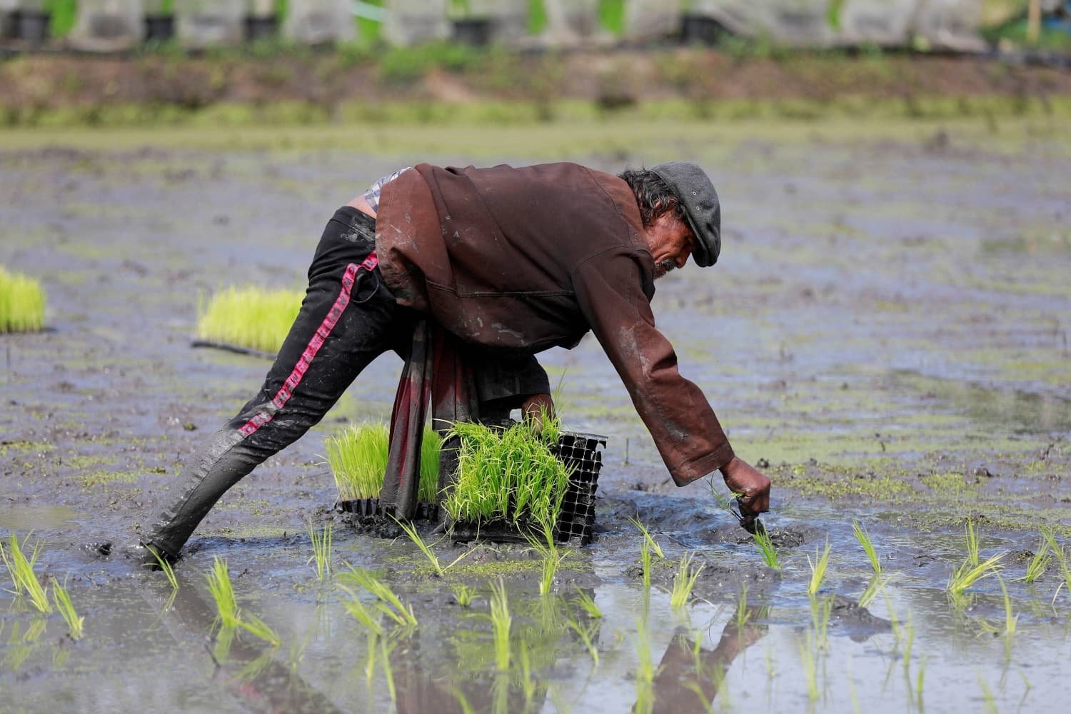 From surplus to strain: Iran war and El Nino threaten global rice supply