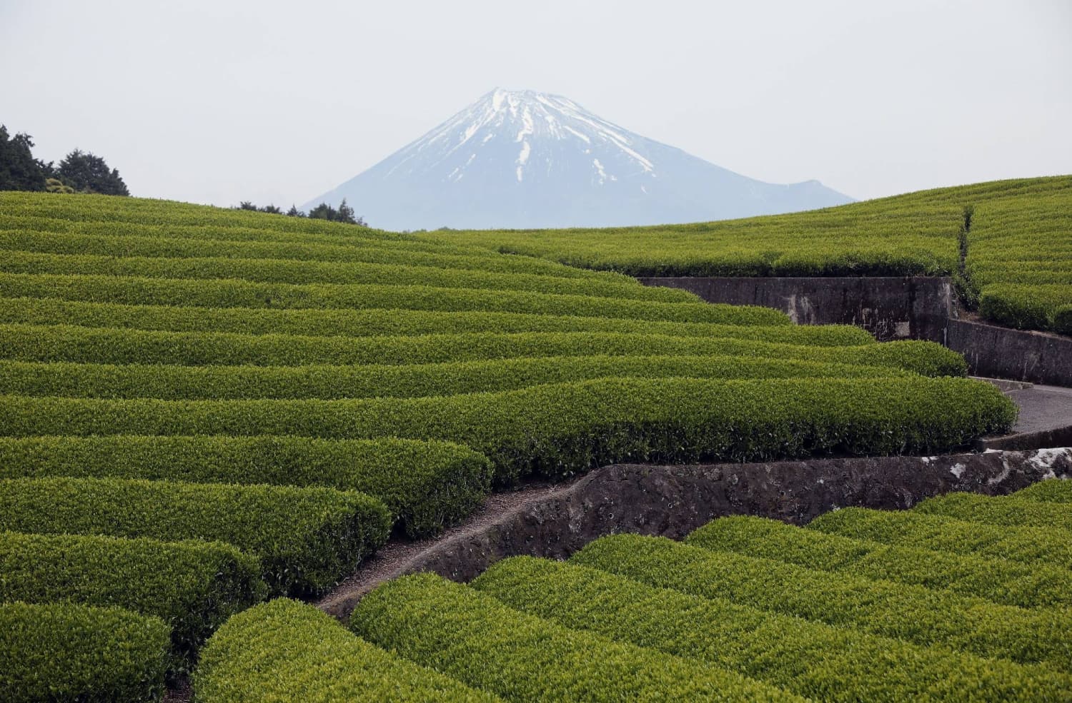 Japan's green tea exports surge in fiscal 2025 amid matcha boom