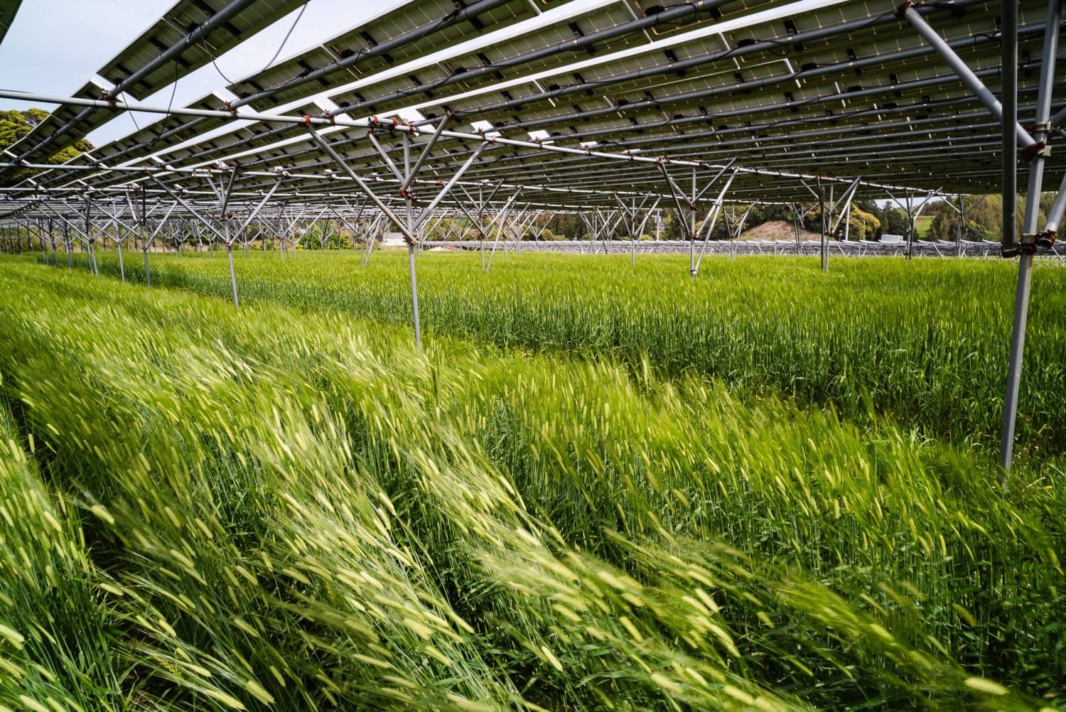 As Iran war sends oil prices soaring, some see fresh potential for solar in Japan