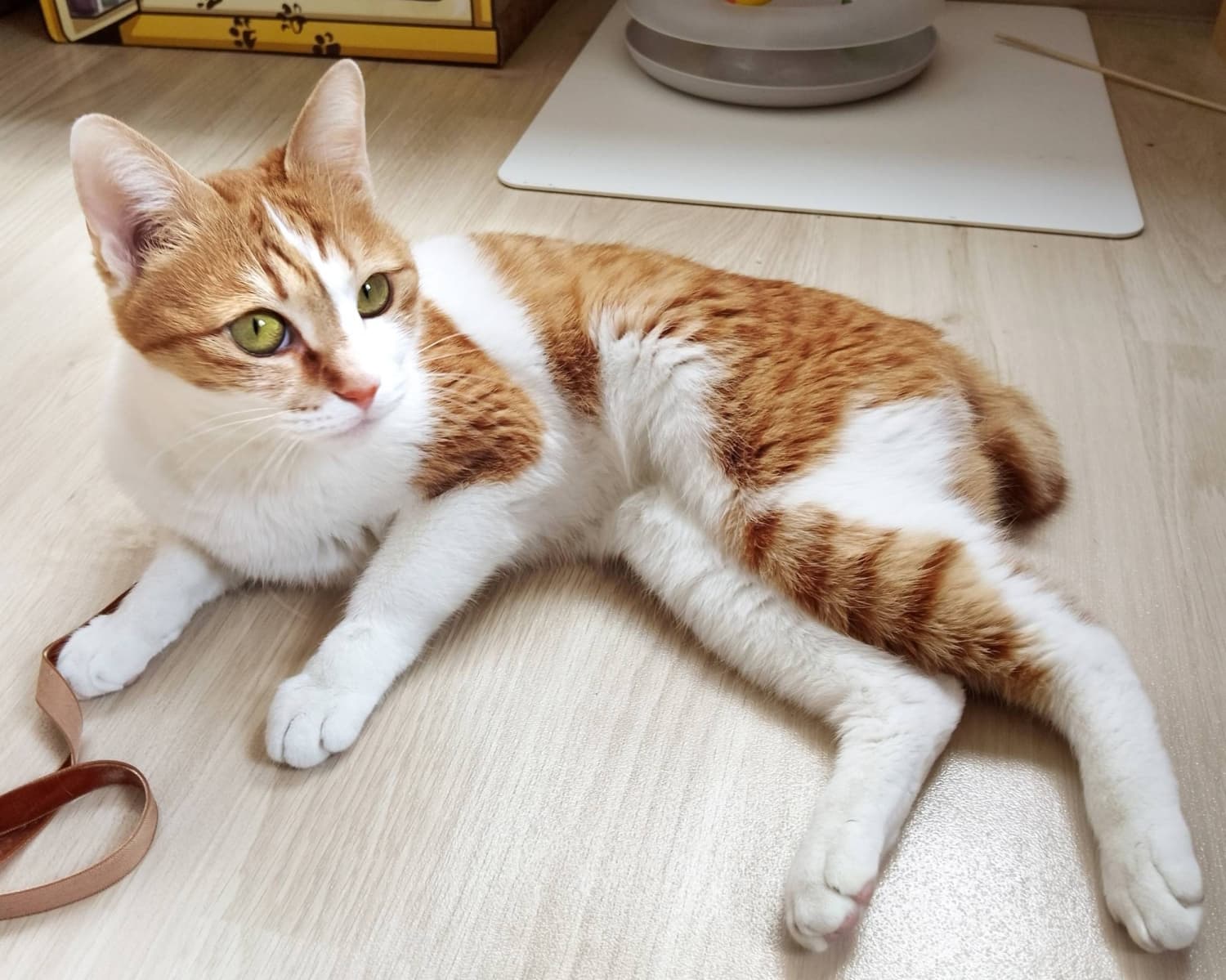 Five-Year-Old Cat Minori Seeks a Loving Home