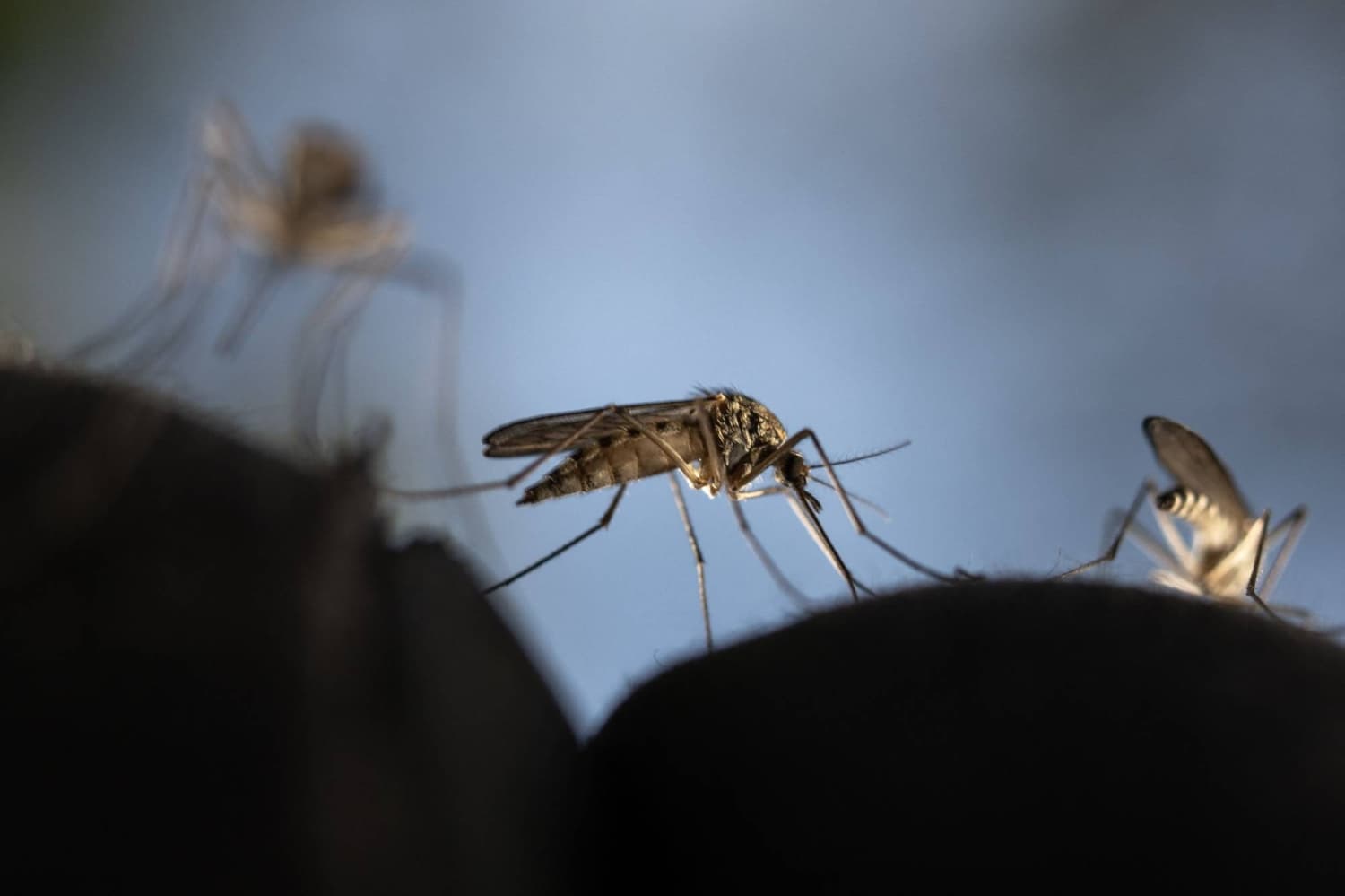 Mosquitoes Contribute to Flower Reproduction, Study Shows