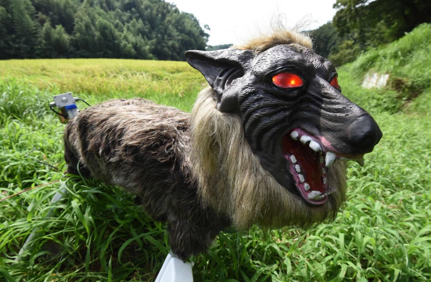 Demand for robotic wolves rises in Japan to deter bears from urban areas