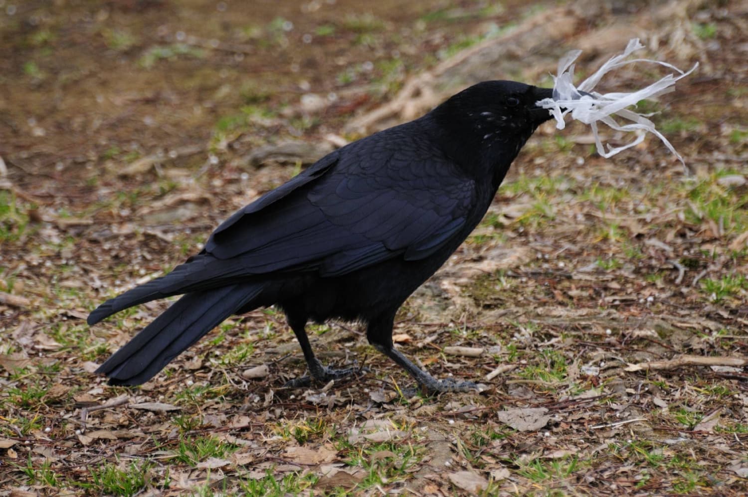 Japanese Researchers Discover Mechanism Behind Crows' Black Pigmentation
