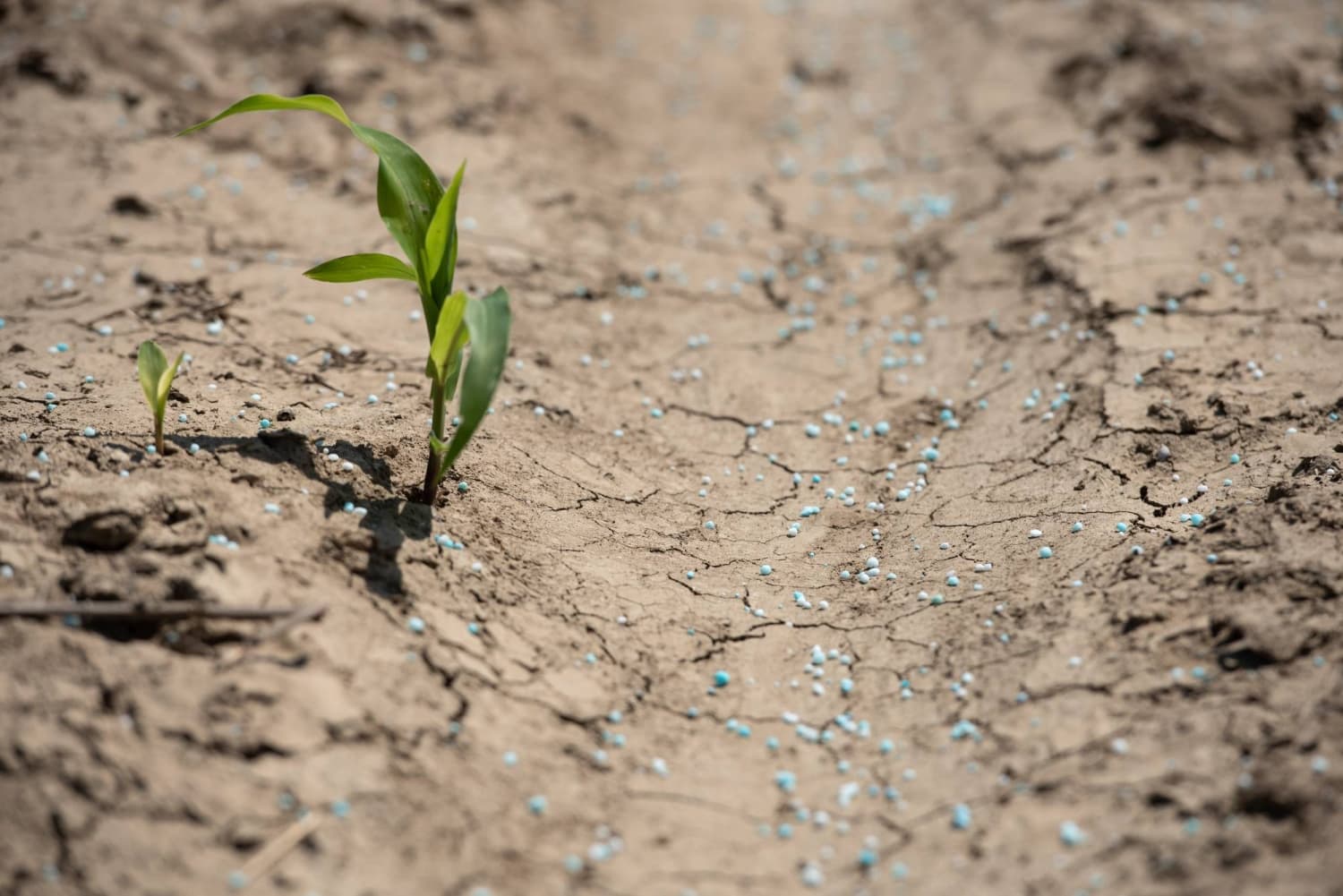 Farmers Turn to Human Urine as Alternative Fertilizer Amid Supply Shortages