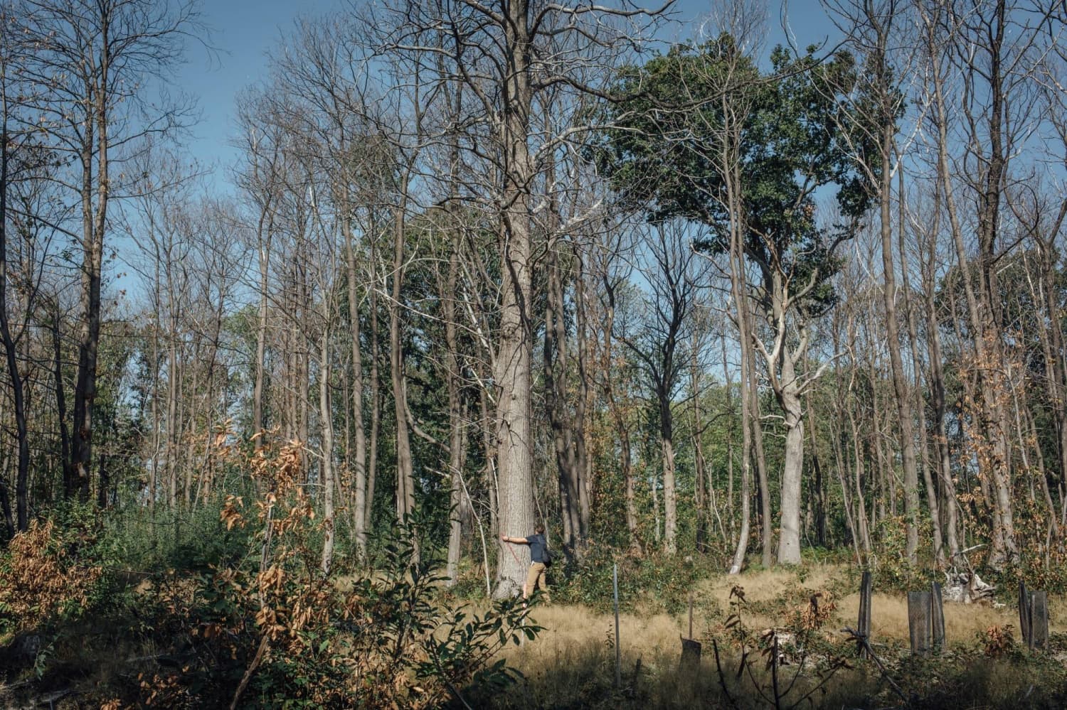 European Trees Adopt Extreme Strategies to Cope with Climate Change Heat