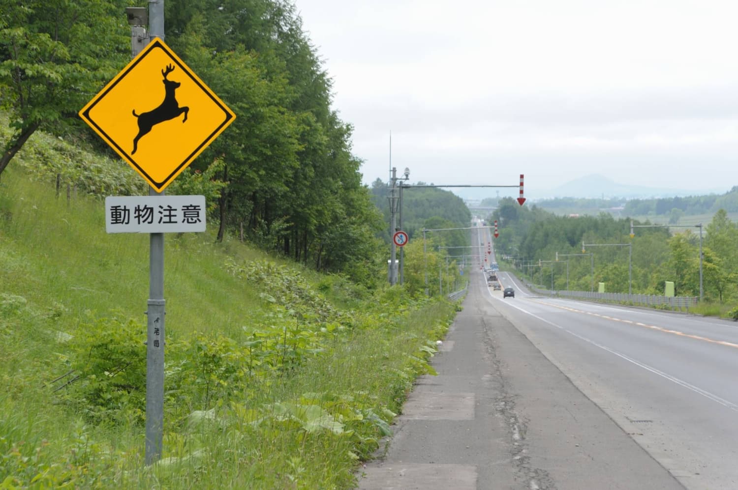Japan Intensifies Efforts to Reduce Roadkill Incidents