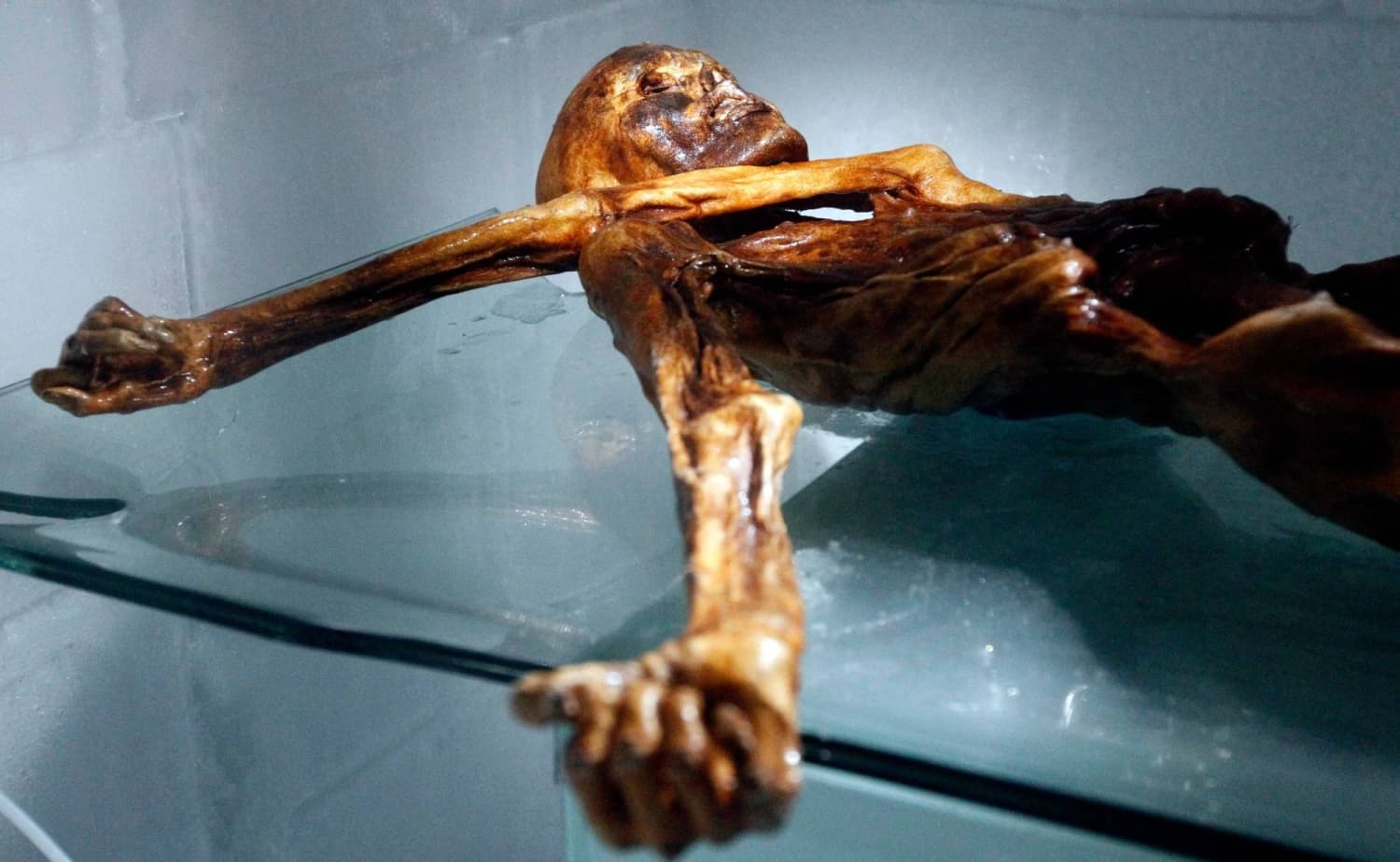 Yeast Discovered in Ancient Iceman's Gut Leads to Bread Creation
