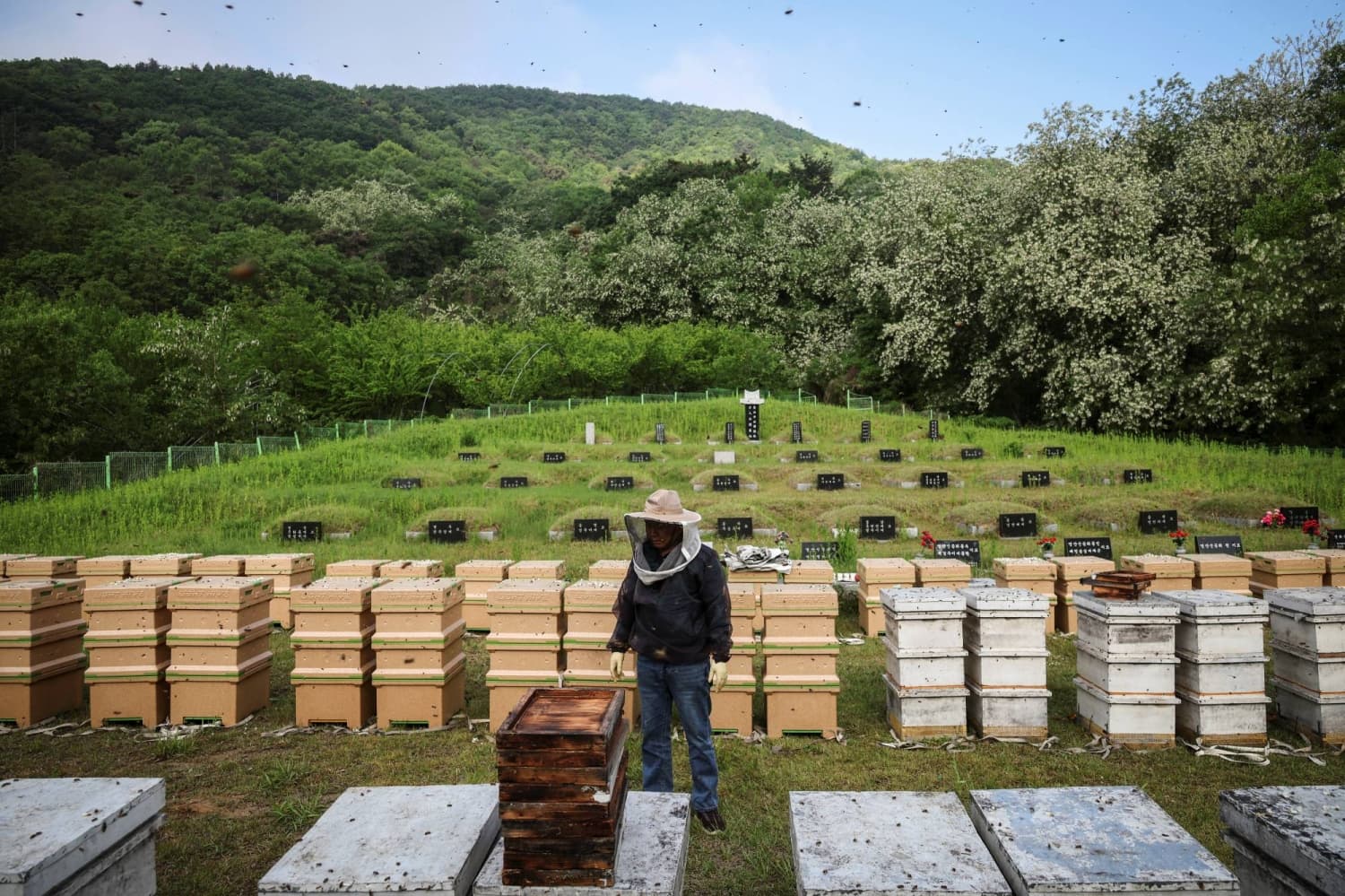 South Korean Beekeeper Faces Challenges from Climate Change Impact