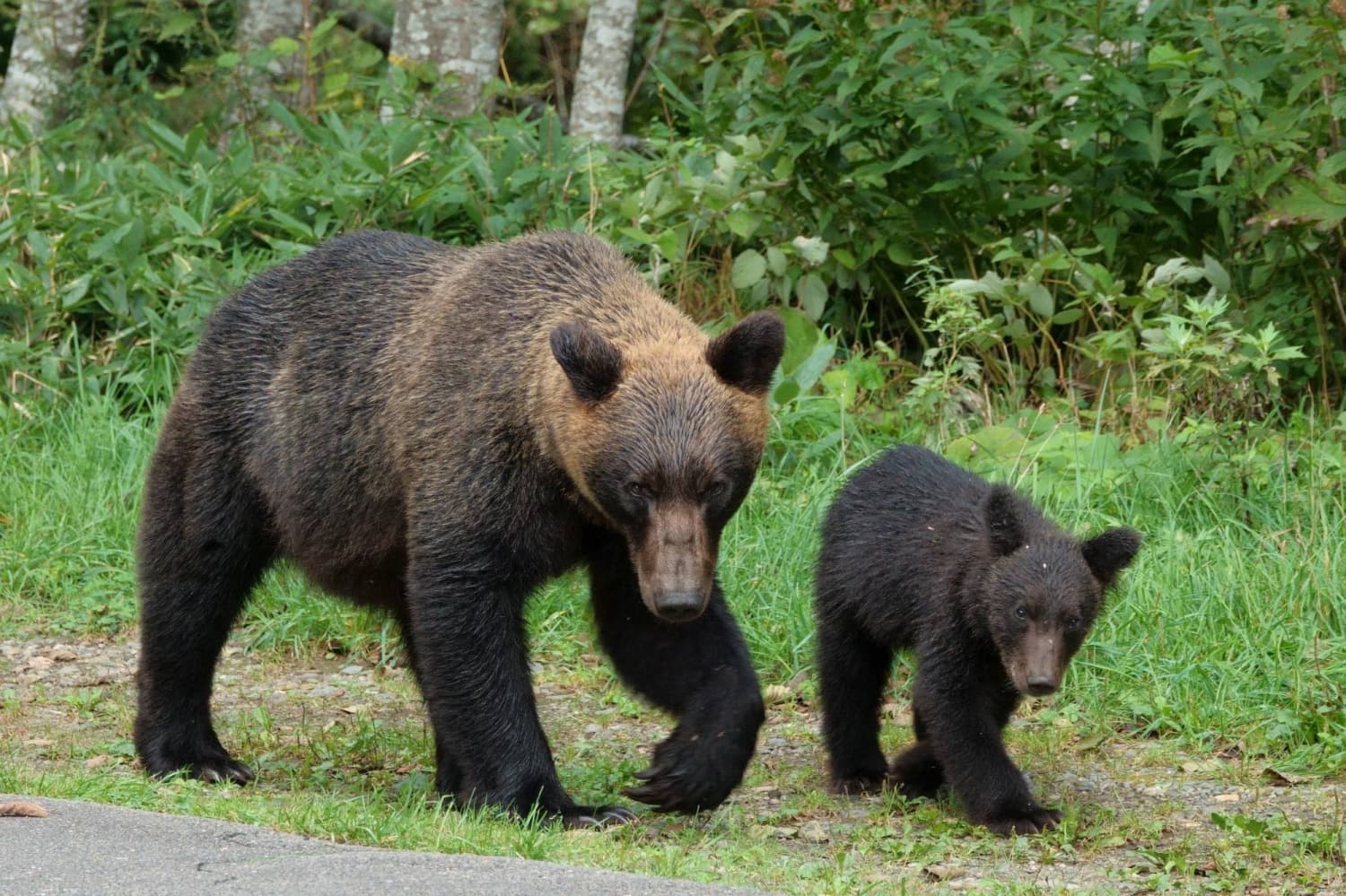 In Japan, a bull market for bear deterrents