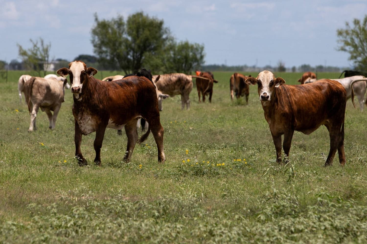 U.S. Works to Control Screwworm Outbreak Threatening Cattle Industry
