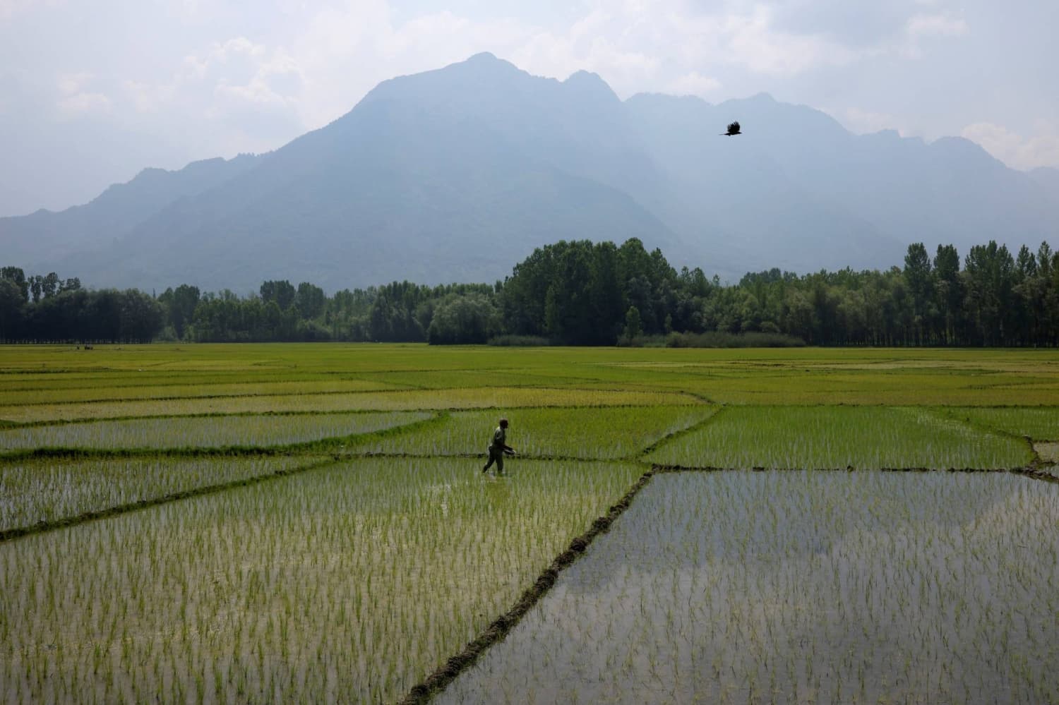 Severe Weather Impacts Crop Planting Across Asia Amid Developing El Nino