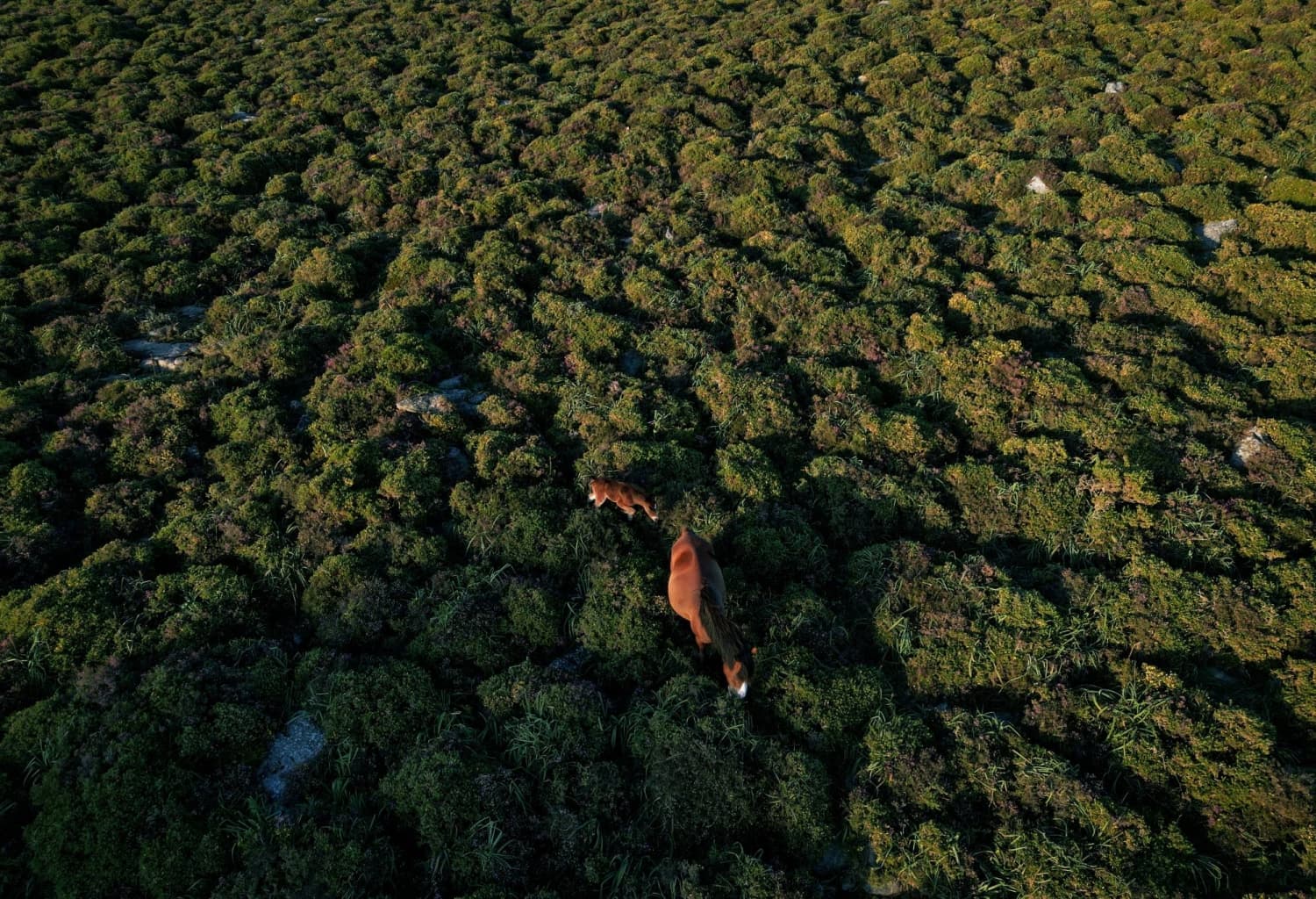 Study warns biodiversity loss could trigger wave of debt crises