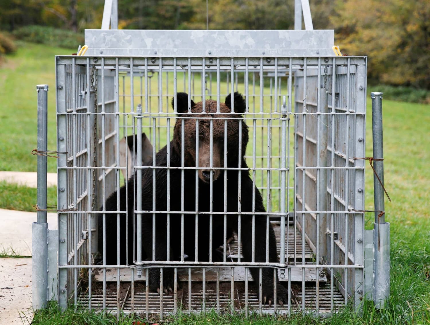 Bear captured after days of search in Tochigi Prefecture's Utsunomiya city