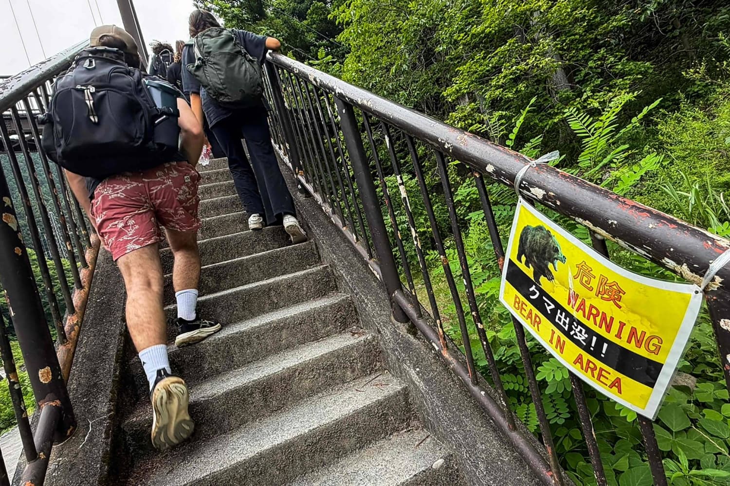 Increase in Bear Sightings in Urban Areas Raises Safety Concerns