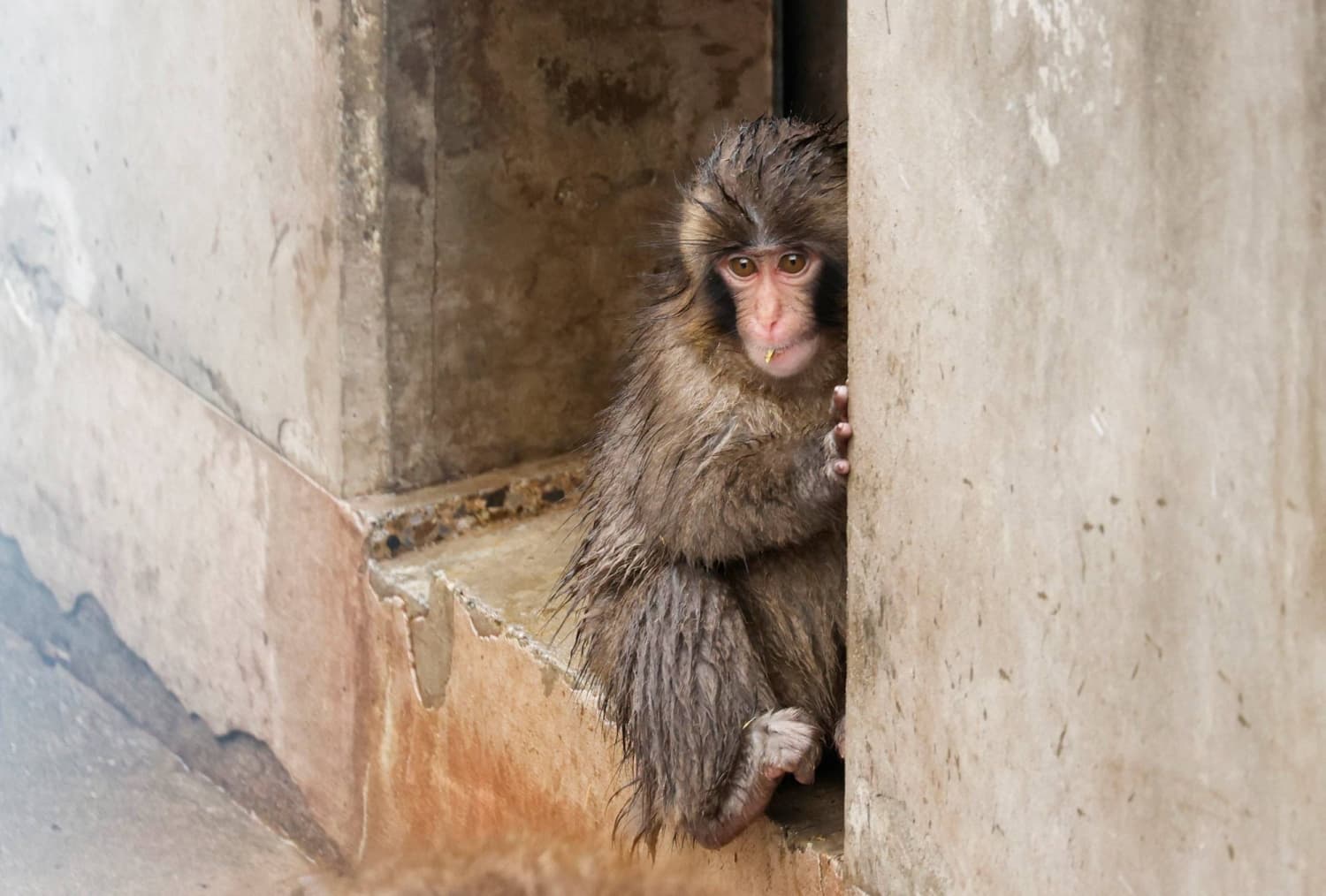 Zoo Official Condemns Use of Laser Pointer on Viral Baby Monkey Punch