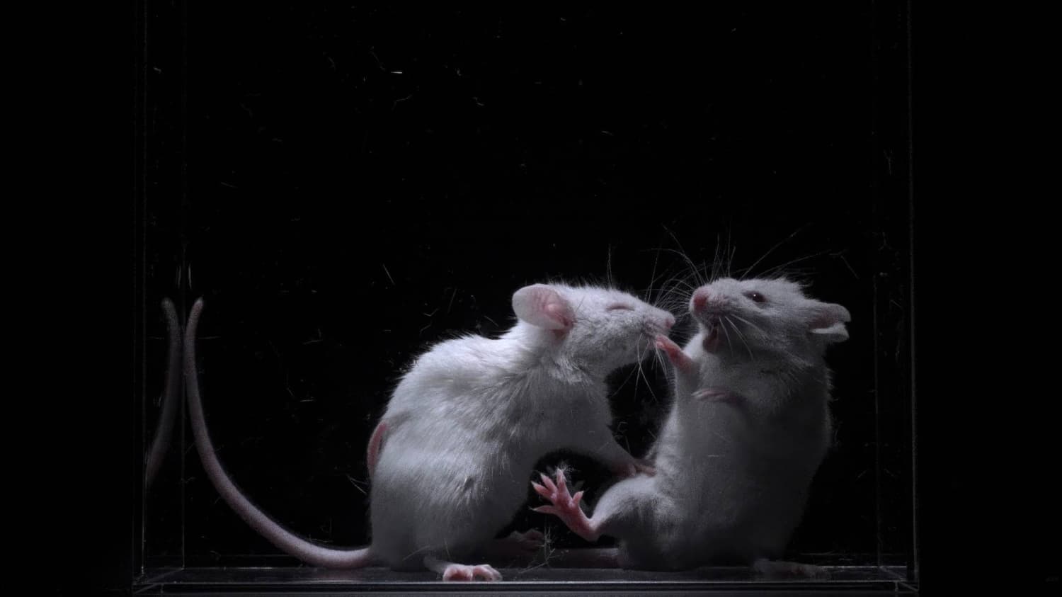 Japanese Researchers Discover Neural Mechanism Behind Dislike for Others