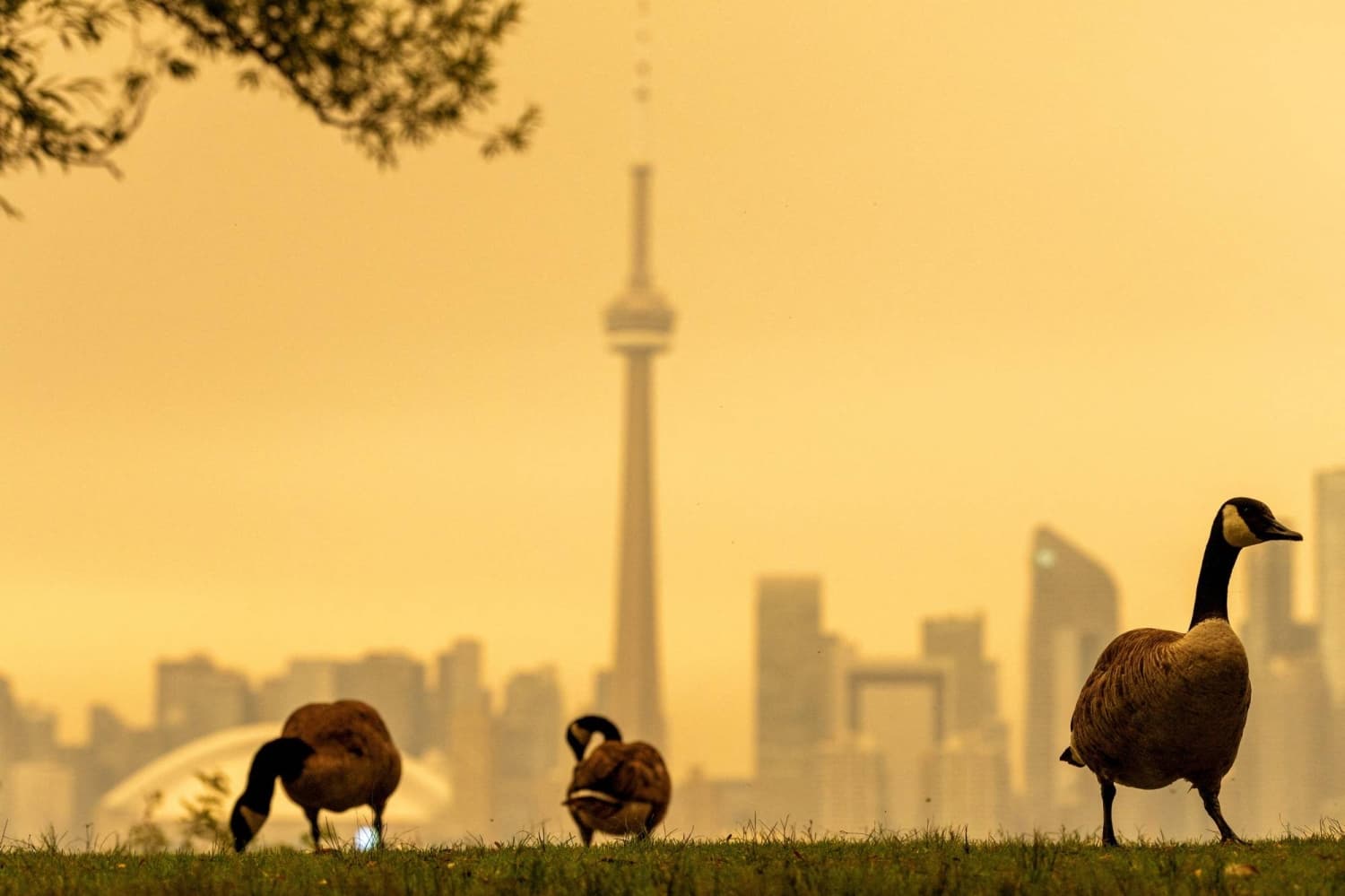 Toronto Faces Smoke from Canadian Wildfires, Impacting U.S. Cities