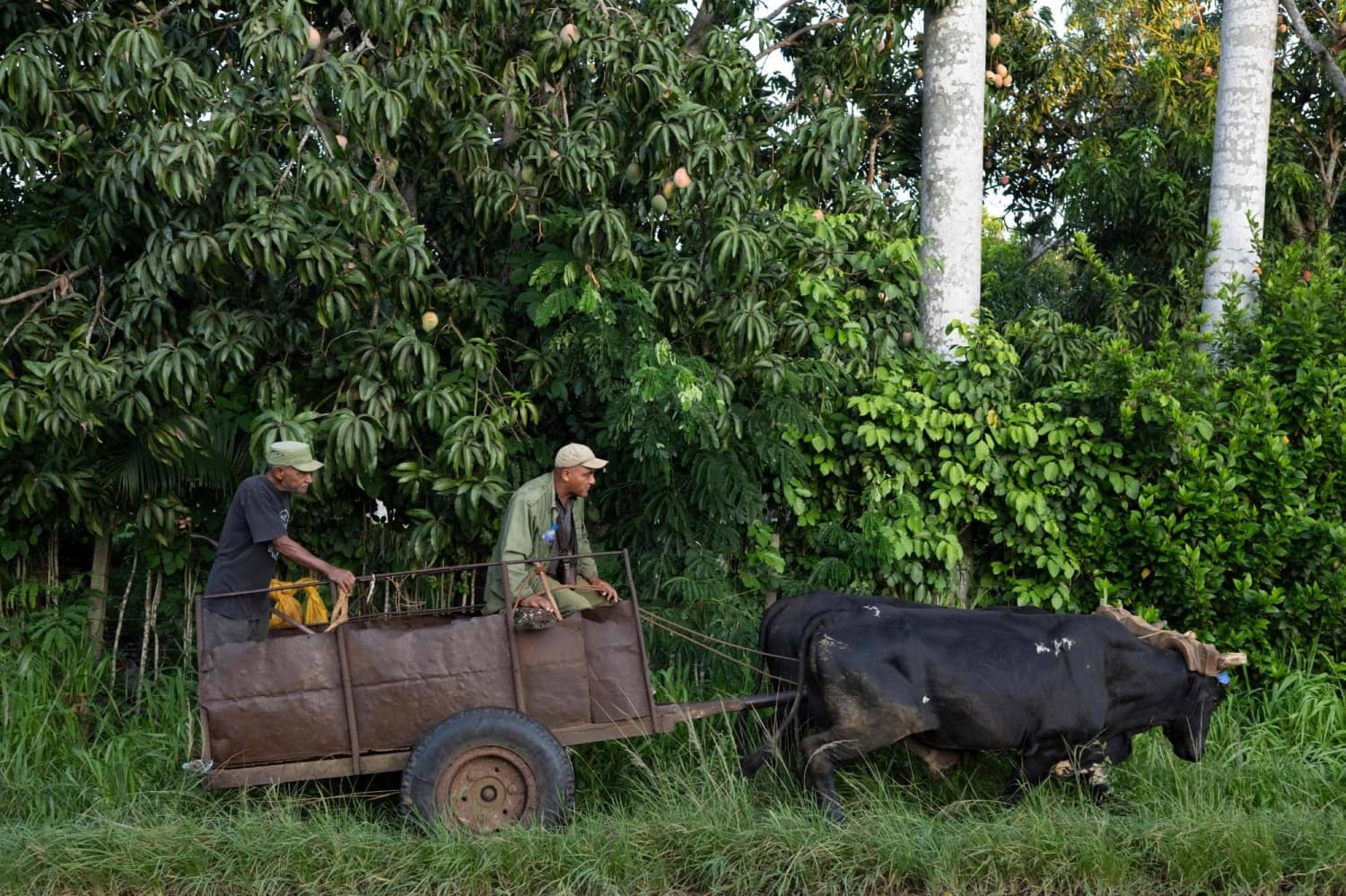 Cuban Farms Shift from Tractors to Oxen Amid Fuel Crisis