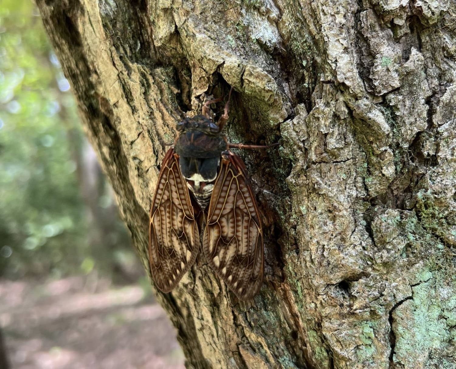 Urbanization Influences Cicada Behavior During Summer Nights