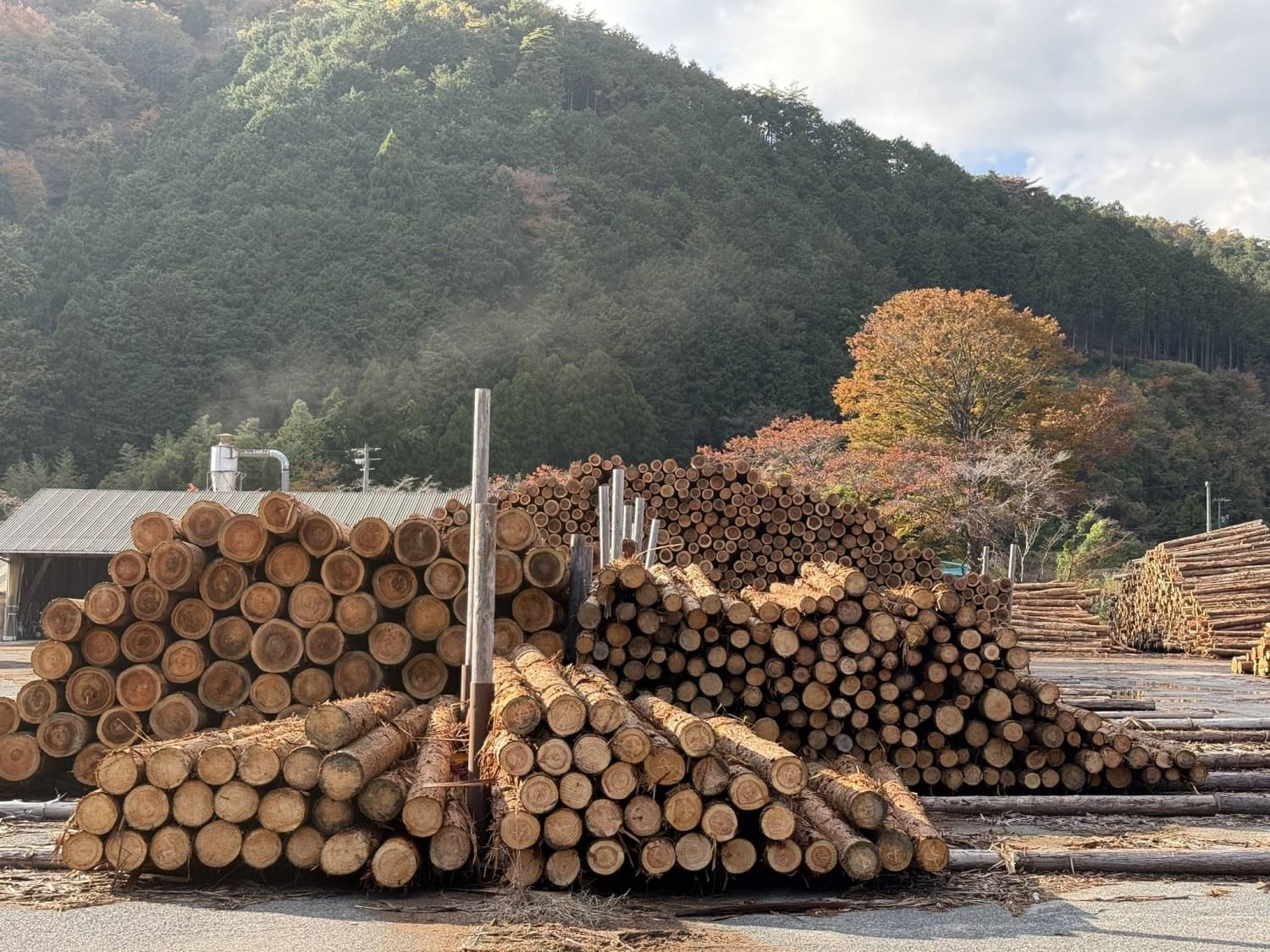 Okayama Village Sets Example for Sustainable Forest Management in Japan