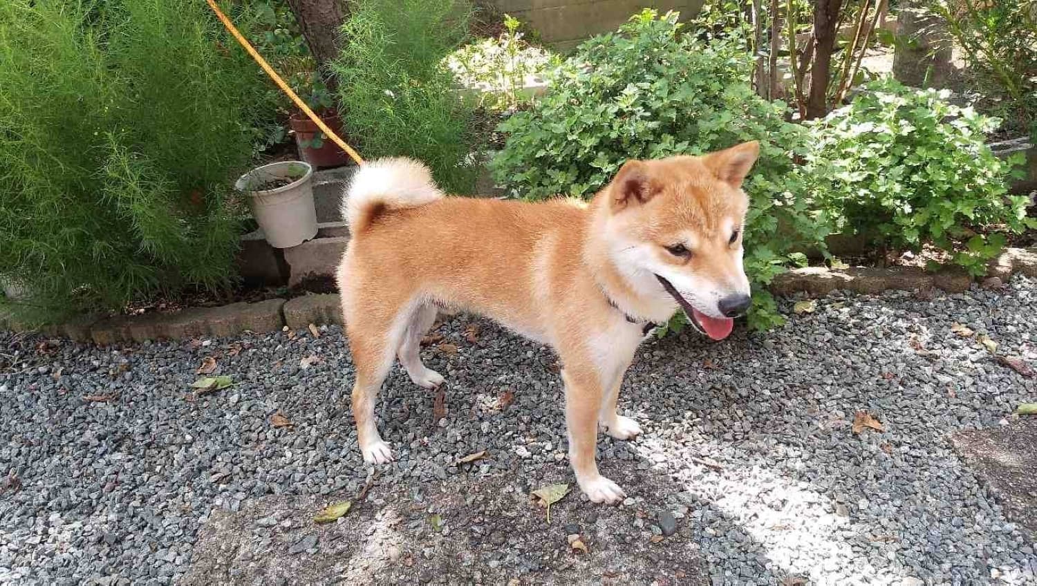 Kumamoto Organizes Efforts to Reunite Lost Pets and Shelter Animals