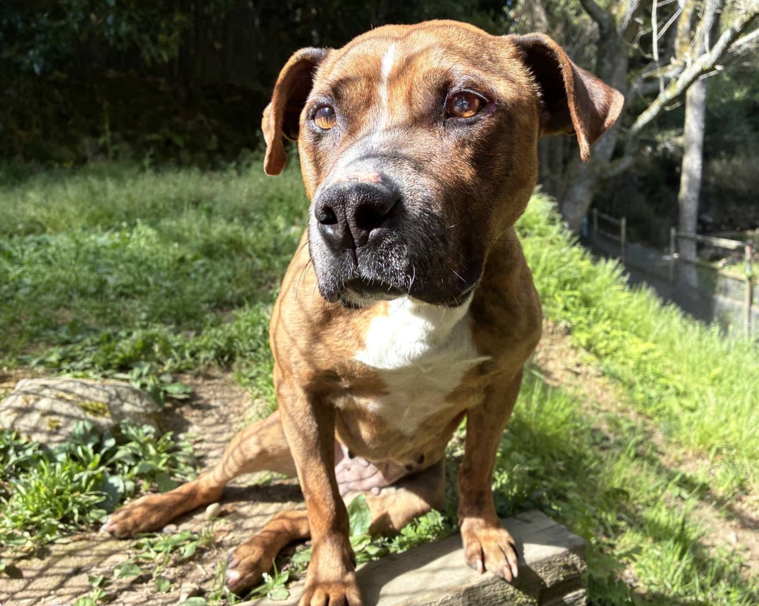 Takenoko, the Playful Pit Bull Mix, Seeks a Loving Home