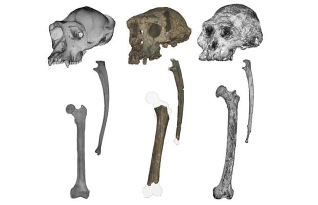 7 Milyon Yıllık Primat, İki Ayak Üstünde Yürüyen İlk Hominin Olabilir