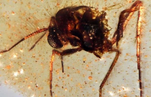 112 Milyon Yıllık Kehribarda Böcekler ve Örümcek Ağı Bulundu