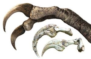 Moğolistan'da İki Parmaklı Therizinosaur Fosili Bulundu