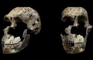 Homo naledi'nin beyninde dil ile ilgili bölge genişlemiş
