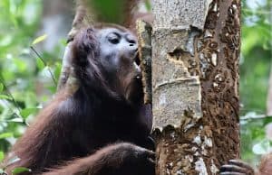 Orangutanlar Şifalı Bitkilerle Kendilerini Tedavi Ediyor