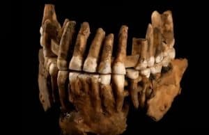 Fransa'daki Neandertal Popülasyonu 50.000 Yıl İzole Kaldı
