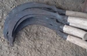 Çin'de 13. Yüzyılda Bir Cinayet Sinekler Sayesinde Çözüldü