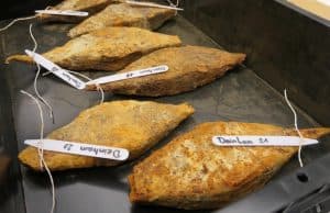 Tuna Nehri'nde Antik Döneme Ait 500 Demir Çubuk Bulundu