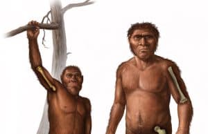 Yeni Çalışma, Australopithecus'un Yaşam Tarzını Aydınlatıyor