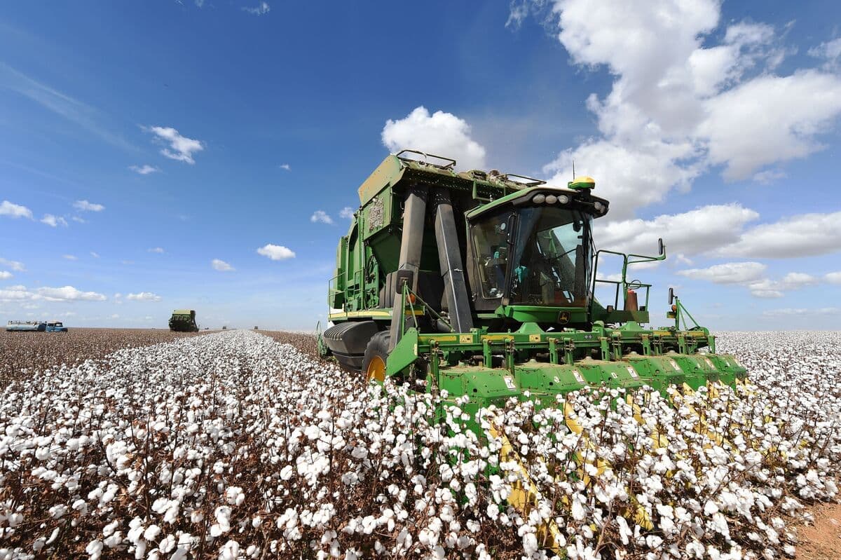 Brazilian Cotton Farmers Benefit from Global Events Impacting Prices