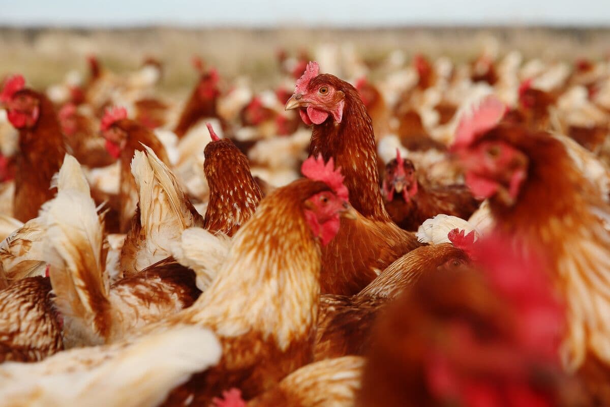 Inghams Group Shares Fall 14% Following H5N1 Detection in Western Australia