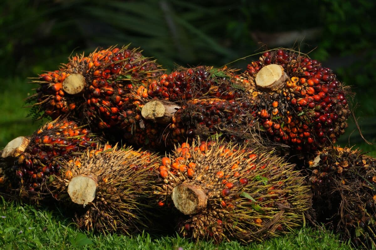 Indonesian Farmers Face Losses as Palm Fruit Exports Decline