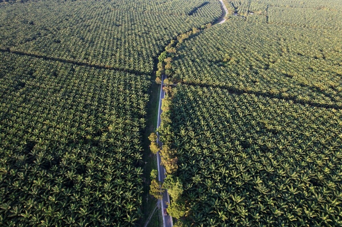 Indonesian Palm Oil Prices Decline Following Export Control Announcement